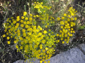 Kundmannia sicula